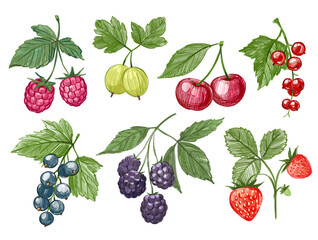 Set of berries illustration, strawberry, currant, raspberry, gooseberry, cherry, blackberry, hand drawn