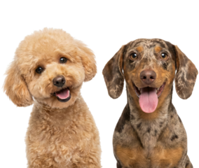 two adorable canine companions showcasing their joyful expressions on a plain backdrop