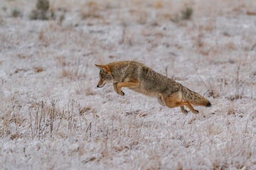 Hunting Coyote