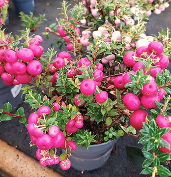Pink Gaultheria mucronata plant, a small seedling in a pot, close-up. Pernettya mucronata evergreeen shrub with pink berries grows in flower pot in the garden.
