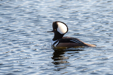 A male Hooded Merganser swims on rippling water.