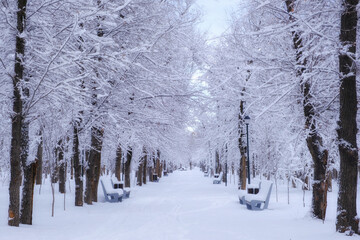 Winter landscape, a snow-covered alley in a park with trees and benches. Quiet, frosty weather. Perfect for Christmas and New Year themes