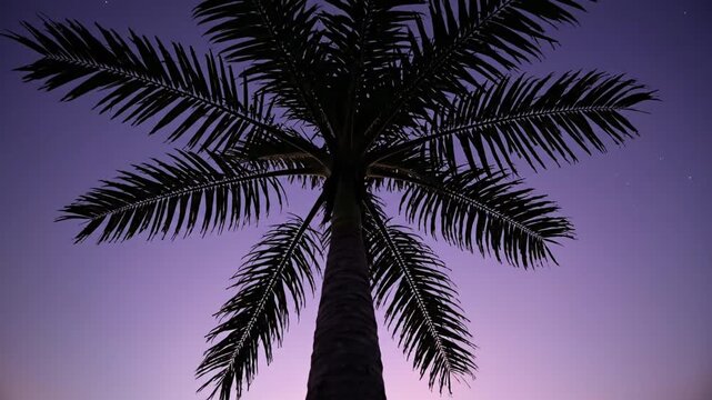 Low angle silhouette of palm tree against purple twilight sky