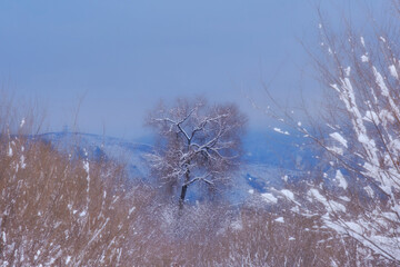 Winter landscape with a single tree covered with snow, against a background of snow-capped hills and blue sky. A quiet, frosty scene that conveys an atmosphere of cold and tranquility.