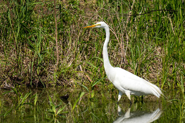 A white egret stands in shallow water amongst green reeds.