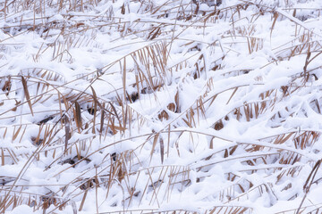 Dry brown reeds covered with white snow. Winter landscape with an emphasis on textures and cold weather. A natural backdrop for winter themes