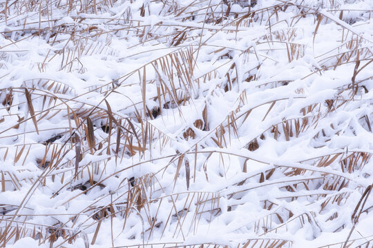 Dry brown reeds covered with white snow. Winter landscape with an emphasis on textures and cold weather. A natural backdrop for winter themes