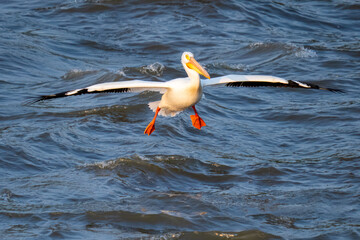 A white pelican with bright orange feet flies low over rippling water, wings spread wide.