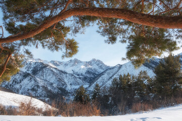 Snow-capped mountains framed by pine branches against a clear blue sky. Winter mountain landscape with forest and snowdrifts. Ideal for nature themes, travel and outdoor activities