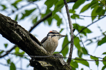 A downy woodpecker perches on a tree branch amidst green leaves.