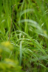 Close-up of lush green grass blades covered in glistening water droplets.