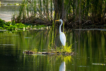 A white egret stands on a small grassy island in a pond.