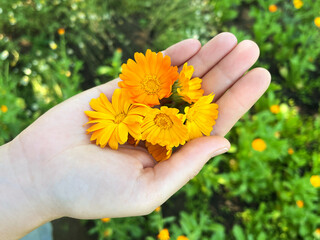 Vibrant Calendula Flowers Held in a Palm