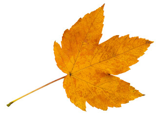 orange autumn maple leaf without background