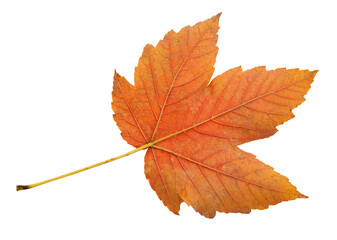 orange autumn maple leaf without background