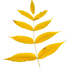 orange autumn leaves without background