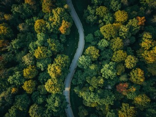 A breathtaking aerial view of a winding path through a vast green forest canopy