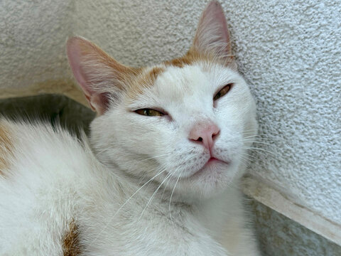 The funny cat looking indifferently and sarcastic.