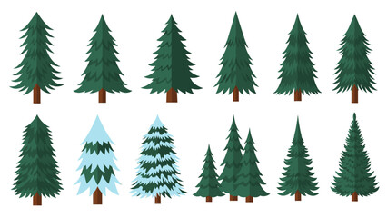 Illustration of various pine trees in different shades of green and one frosted with snow on a white background during musim dingin.