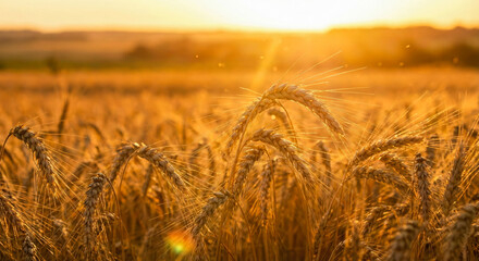 Naklejka premium Ripe wheat spikes glowing in the evening sun. Agricultural background of golden grain field ready for harvest during sunset.