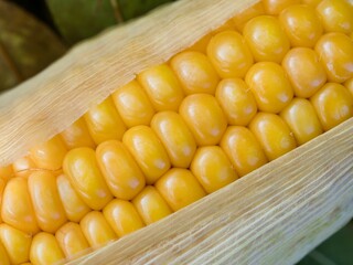 Mature ears of maize with rows of kernels and husks, close up