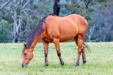 Fototapeta premium Photograph of a large brown horse grazing on grass in an agricultural paddock on a sunny summer day in regional Australia.