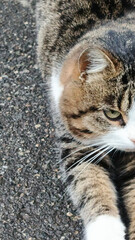 Cute cat resting comfortably indoors, peaceful home atmosphere