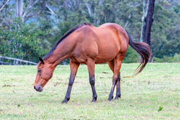 Fototapeta premium Photograph of a large brown horse grazing on grass in an agricultural paddock on a sunny summer day in regional Australia.