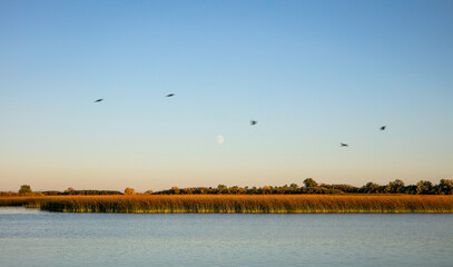 Bird flight over Mud Lake, Idaho
