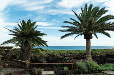 Canary Island date palms in volcanic coastal landscape on Lanzarote