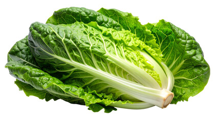 Fresh, vibrant romaine lettuce head. Detailed texture with layers, veins, and bright green hue