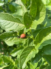 ladybug on a leaf
