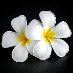 Two white plumeria flowers against dark background