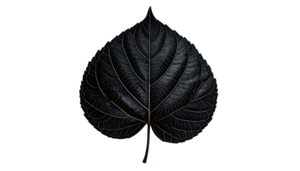 Dark, textured leaf with golden veins on black. Heart-shaped, isolated, detailed botanical image