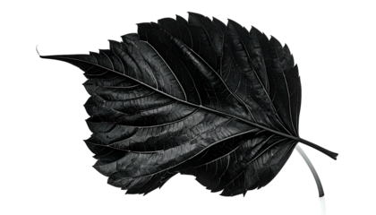 A monochromatic close-up of a large leaf with detailed veins against a black background