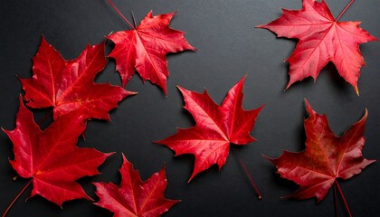 Vibrant autumn leaves on dark backdrop