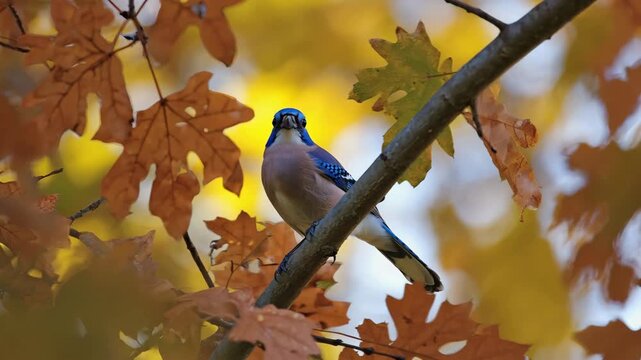 Blue jay perching on a tree branch surrounded by vibrant autumn leaves in natural outdoor setting.