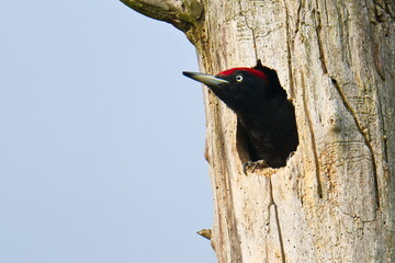 Schwarzspecht (Dryocopus martius) an seiner Nisth&ouml;hle
