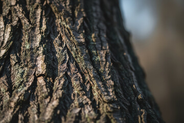 Close-up of textured tree bark in natural sunlight