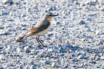 Steinschmätzer (Oenanthe oenanthe) Weibchen in Brandenburg im Frühjahr