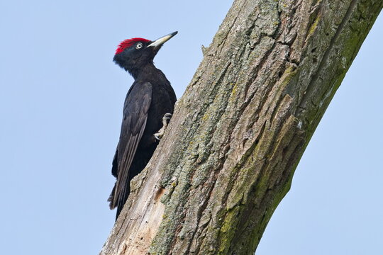 Schwarzspecht (Dryocopus martius) in der Morgensonne	
