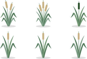 Cattail reed plant set illustration, wetland marsh vegetation collection, minimal flat botanical design, aquatic grass icons, nature vector elements