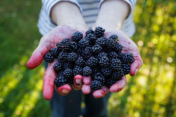 Hands covered in blackberry juice holding a  fresh blackberries. Harvest of  fresh blackberries