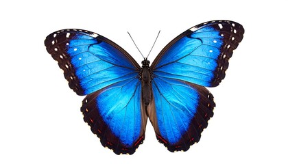 Vibrant blue butterfly on white background