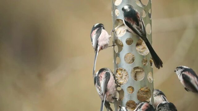 Long-tailed Tit (Aegithalos caudatus)