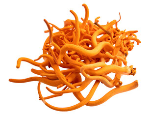 Natural medicinal fungus, tangled orange stalks
