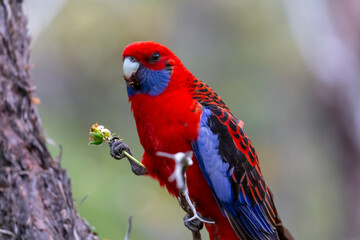 Photograph of an Australian Crimson Rosella Parrot sitting in a tree on a sunny summer day in the Blue Mountains in Australia.