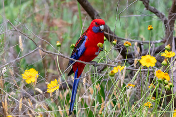 Photograph of an Australian Crimson Rosella Parrot sitting in a tree on a sunny summer day in the Blue Mountains in Australia.