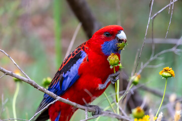 Photograph of an Australian Crimson Rosella Parrot sitting in a tree on a sunny summer day in the Blue Mountains in Australia.