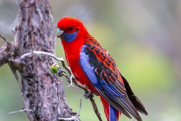 Photograph of an Australian Crimson Rosella Parrot sitting in a tree on a sunny summer day in the Blue Mountains in Australia.